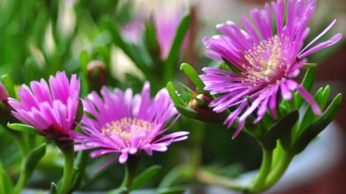 Lampranthus tenuifolius 