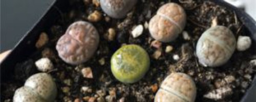 Lithops