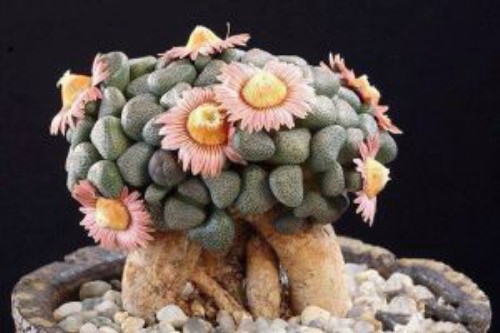 Aloinopsis schooneesii