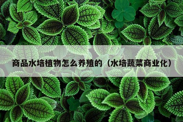 商品水培植物怎么养殖的（水培蔬菜商业化）