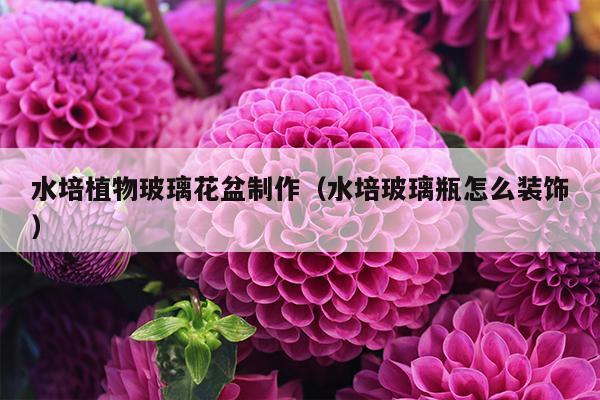 水培植物玻璃花盆制作（水培玻璃瓶怎么装饰）