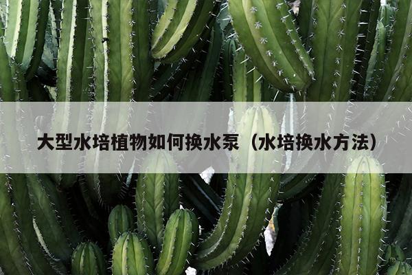 大型水培植物如何换水泵（水培换水方法）