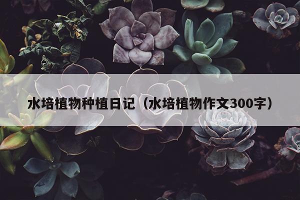 水培植物种植日记（水培植物作文300字）