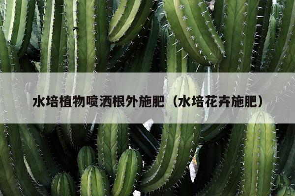 水培植物喷洒根外施肥（水培花卉施肥）