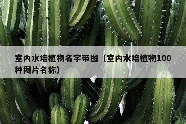 室内水培植物名字带图（室内水培植物100种图片名称）