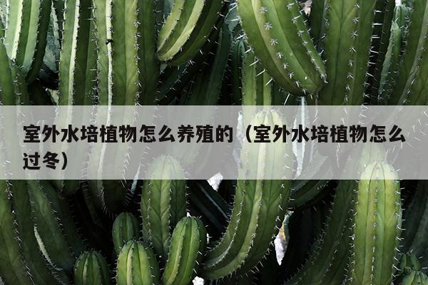 室外水培植物怎么养殖的（室外水培植物怎么过冬）