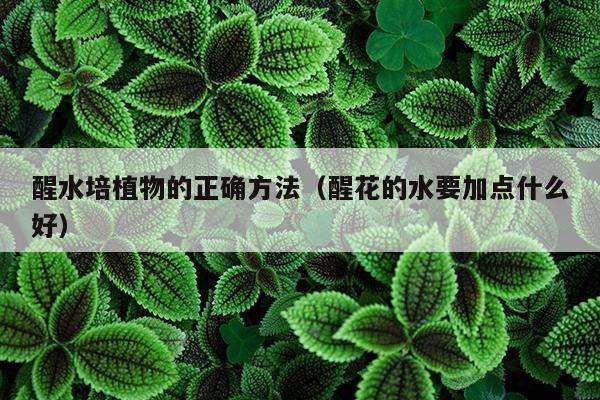 醒水培植物的正确方法（醒花的水要加点什么好）