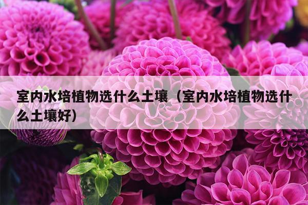 室内水培植物选什么土壤（室内水培植物选什么土壤好）