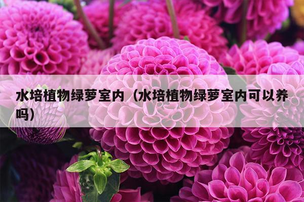 水培植物绿萝室内（水培植物绿萝室内可以养吗）