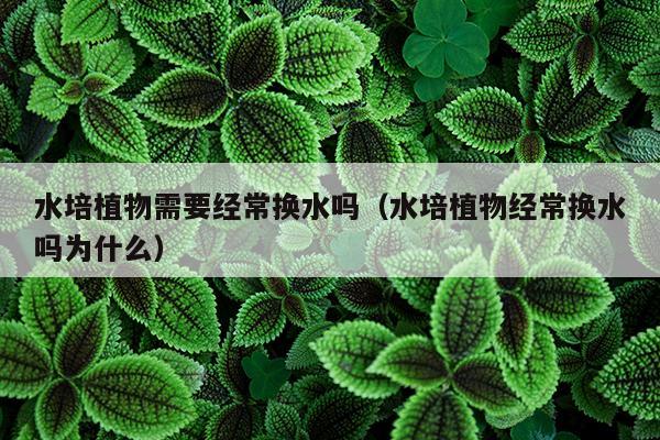 水培植物需要经常换水吗（水培植物经常换水吗为什么）