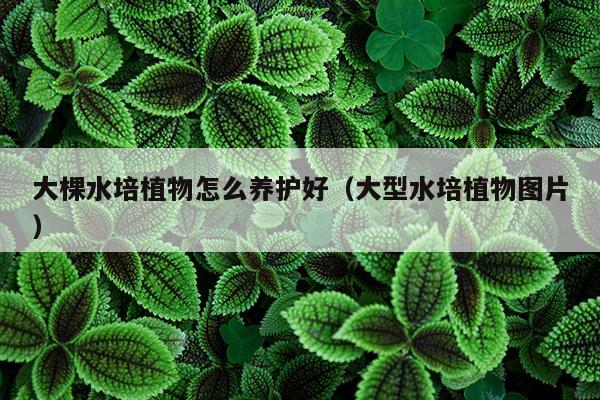 大棵水培植物怎么养护好（大型水培植物图片）