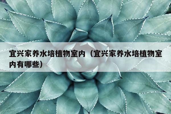 宜兴家养水培植物室内（宜兴家养水培植物室内有哪些）