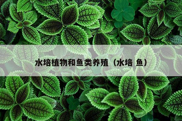 水培植物和鱼类养殖（水培 鱼）