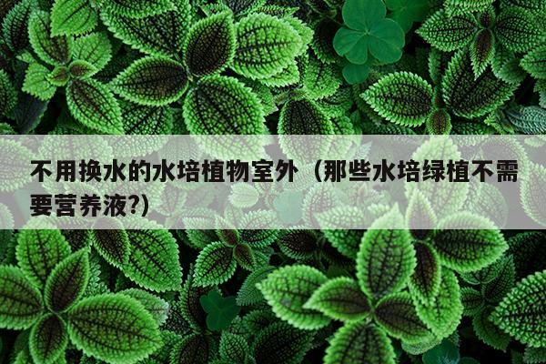 不用换水的水培植物室外（那些水培绿植不需要营养液?）