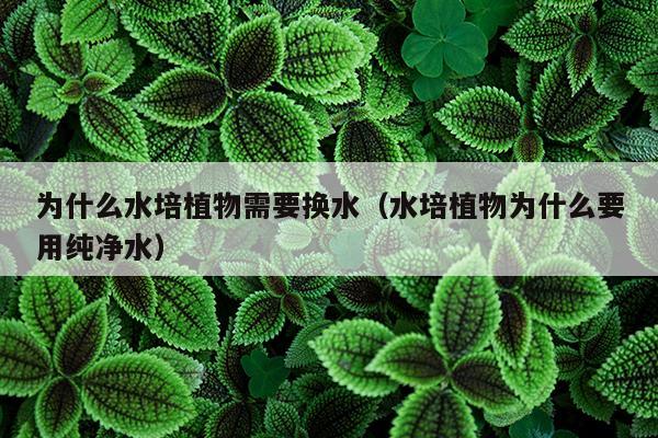 为什么水培植物需要换水（水培植物为什么要用纯净水）