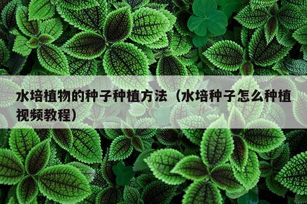 水培植物的种子种植方法（水培种子怎么种植视频教程）