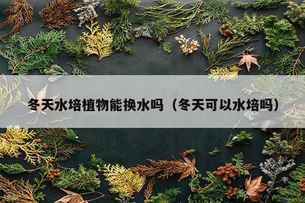 冬天水培植物能换水吗（冬天可以水培吗）