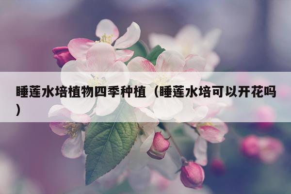 睡莲水培植物四季种植（睡莲水培可以开花吗）