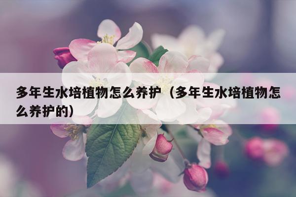 多年生水培植物怎么养护（多年生水培植物怎么养护的）