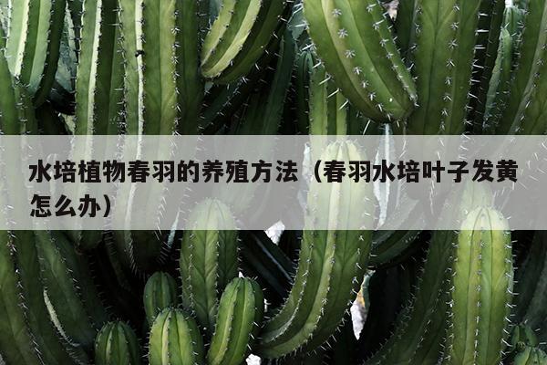 水培植物春羽的养殖方法（春羽水培叶子发黄怎么办）