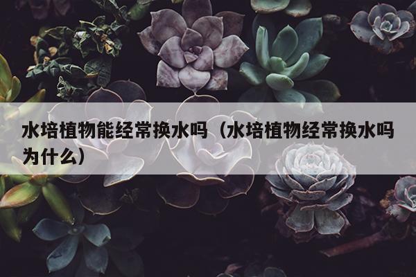 水培植物能经常换水吗（水培植物经常换水吗为什么）