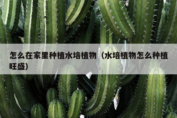 怎么在家里种植水培植物（水培植物怎么种植旺盛）