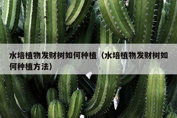 水培植物发财树如何种植（水培植物发财树如何种植方法）