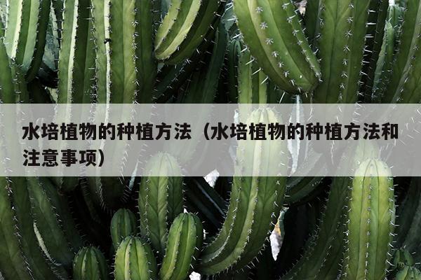 水培植物的种植方法（水培植物的种植方法和注意事项）