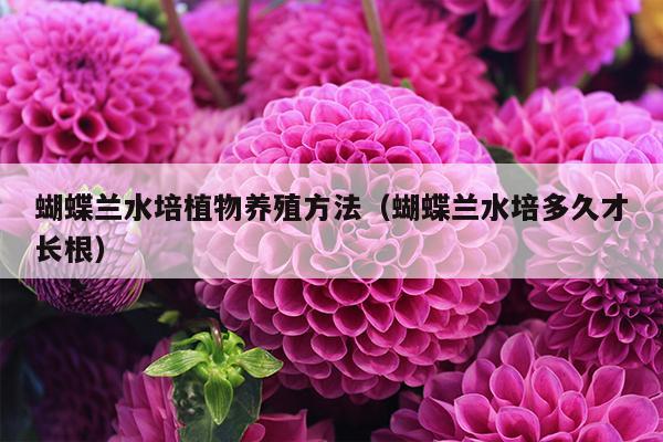 蝴蝶兰水培植物养殖方法（蝴蝶兰水培多久才长根）