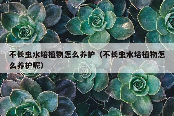 不长虫水培植物怎么养护（不长虫水培植物怎么养护呢）