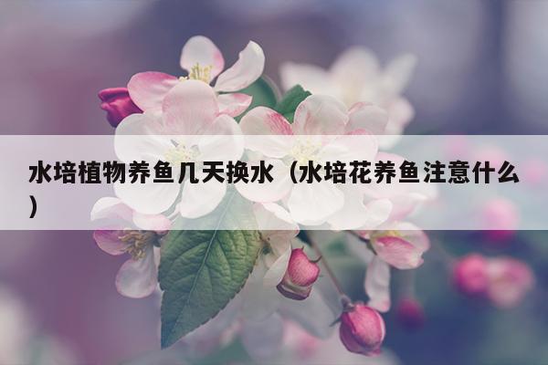 水培植物养鱼几天换水（水培花养鱼注意什么）