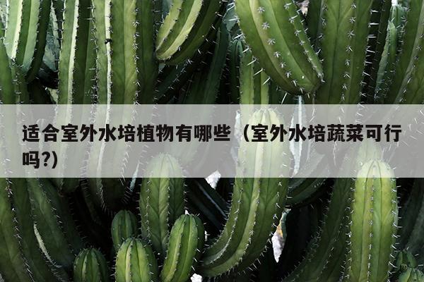 适合室外水培植物有哪些（室外水培蔬菜可行吗?）