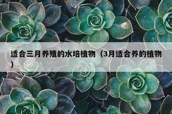 适合三月养殖的水培植物（3月适合养的植物）