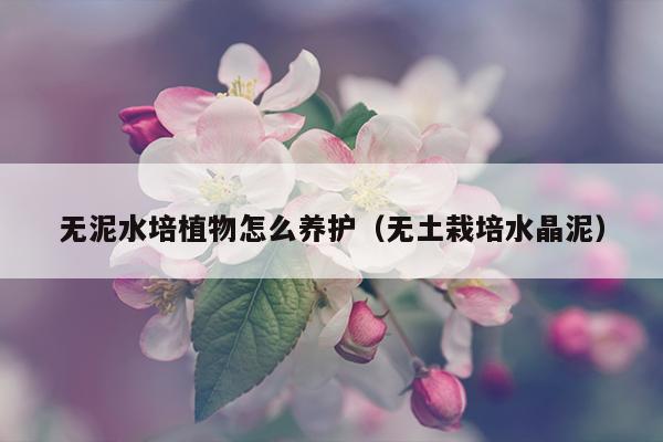 无泥水培植物怎么养护（无土栽培水晶泥）