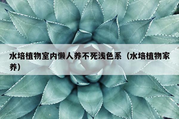 水培植物室内懒人养不死浅色系（水培植物家养）