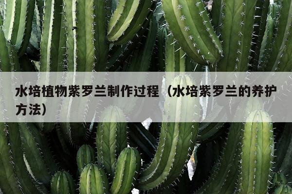 水培植物紫罗兰制作过程（水培紫罗兰的养护方法）