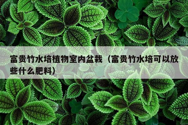 富贵竹水培植物室内盆栽（富贵竹水培可以放些什么肥料）