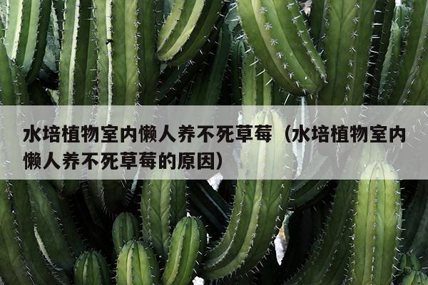 水培植物室内懒人养不死草莓（水培植物室内懒人养不死草莓的原因）