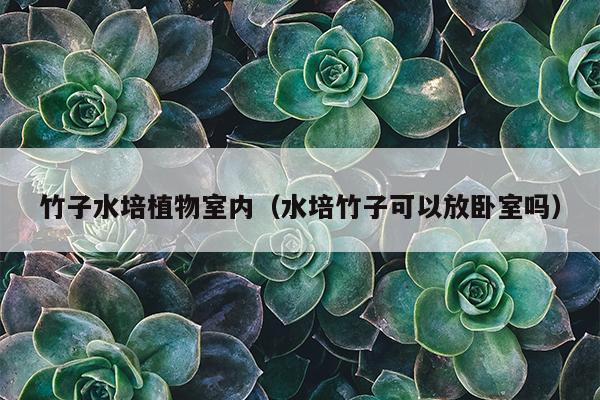 竹子水培植物室内（水培竹子可以放卧室吗）