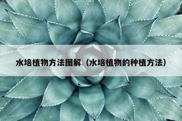 水培植物方法图解（水培植物的种植方法）