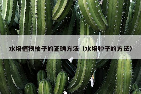 水培植物柚子的正确方法（水培种子的方法）