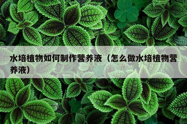 水培植物如何制作营养液（怎么做水培植物营养液）