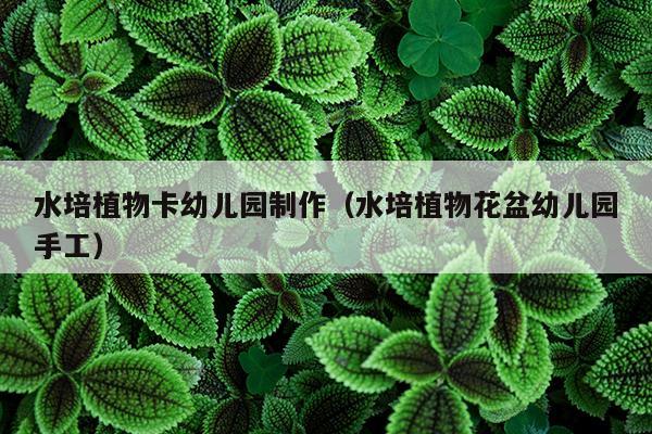 水培植物卡幼儿园制作（水培植物花盆幼儿园手工）