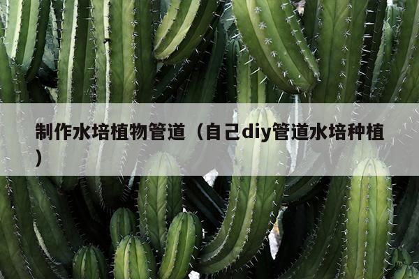 制作水培植物管道（自己diy管道水培种植）