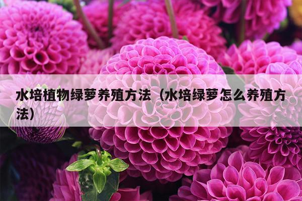 水培植物绿萝养殖方法（水培绿萝怎么养殖方法）