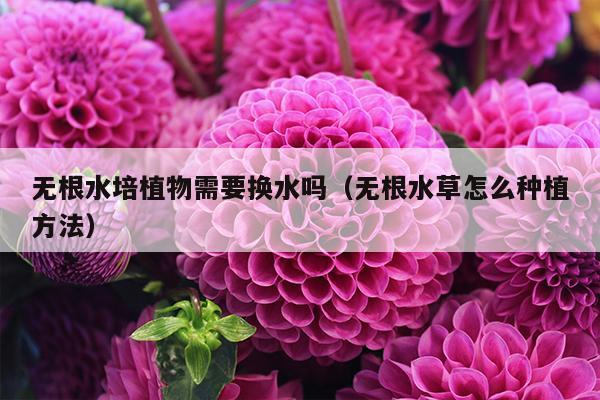 无根水培植物需要换水吗（无根水草怎么种植方法）