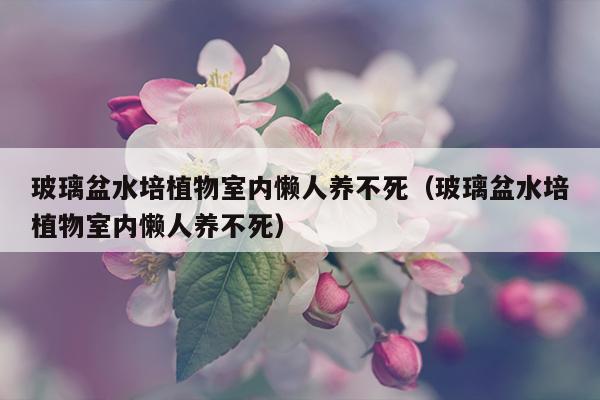 玻璃盆水培植物室内懒人养不死（玻璃盆水培植物室内懒人养不死）