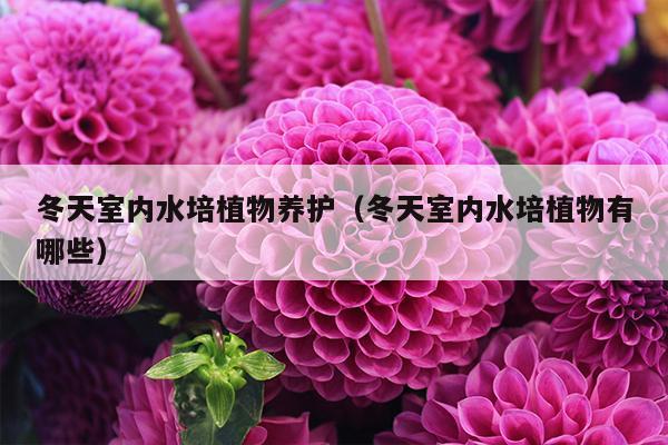 冬天室内水培植物养护（冬天室内水培植物有哪些）