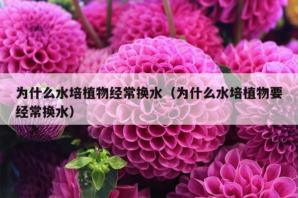 为什么水培植物经常换水（为什么水培植物要经常换水）