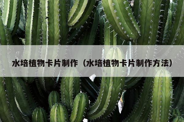 水培植物卡片制作（水培植物卡片制作方法）